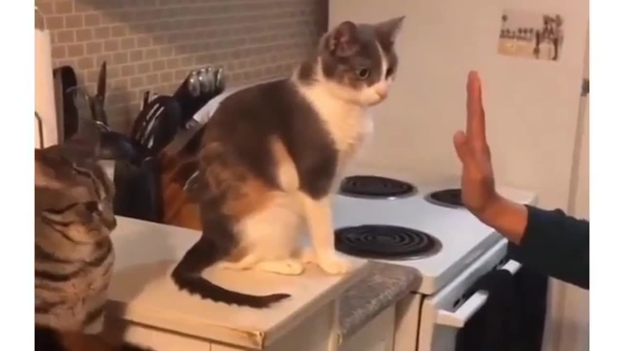 Funny and Cute Cats Videos #434