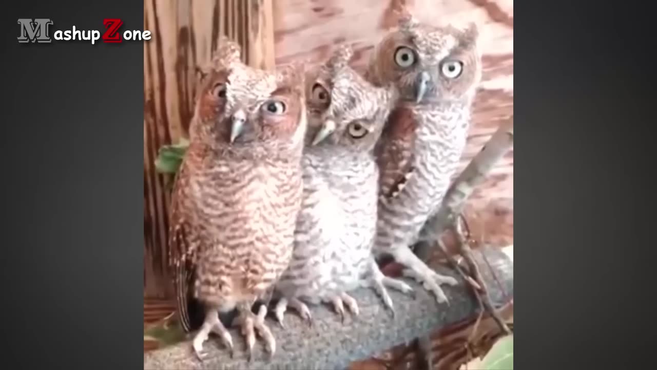 Owl funny videos