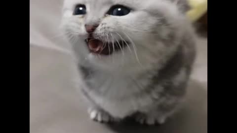 Cute cat