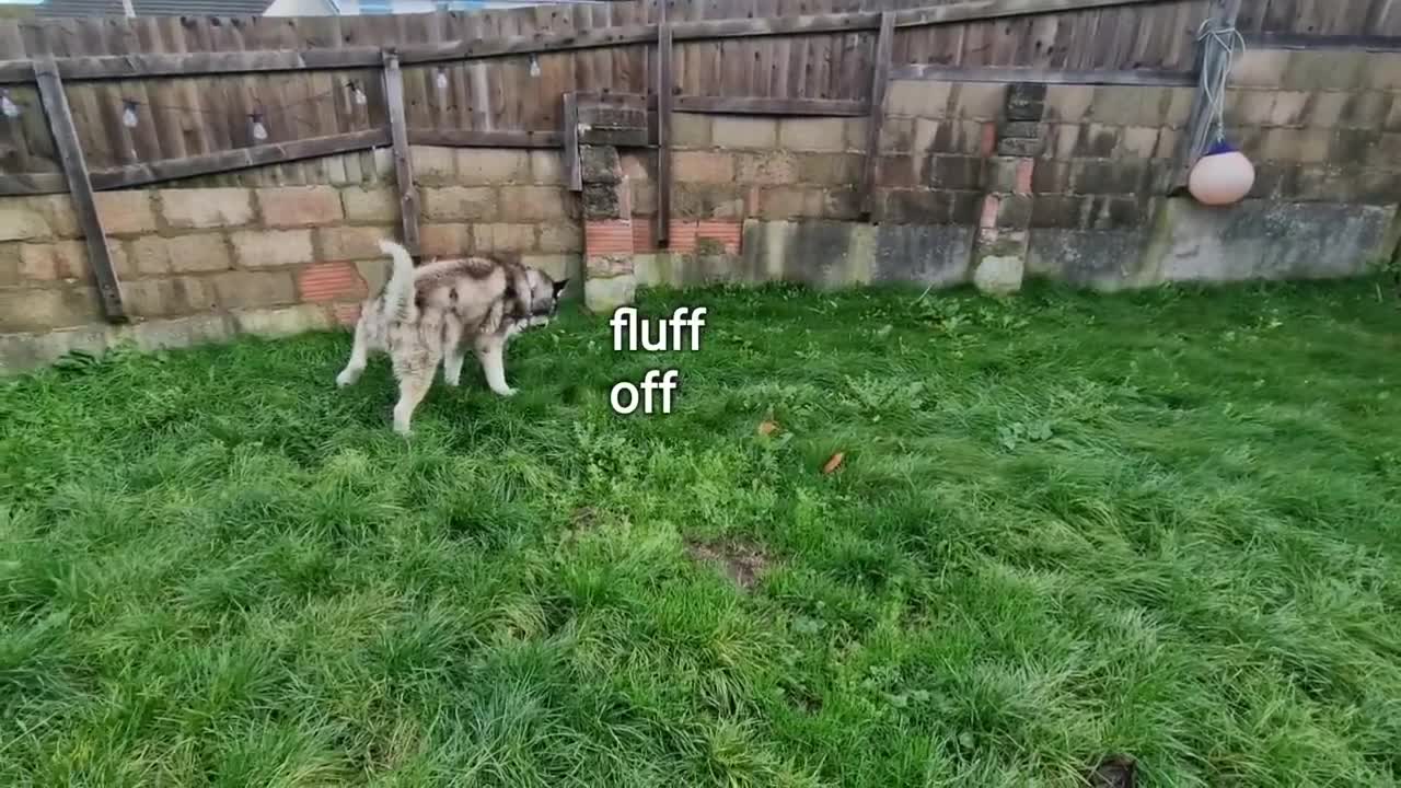 The Floor Is Lava! Husky Totally Falls For It!