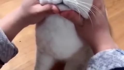 cute cat