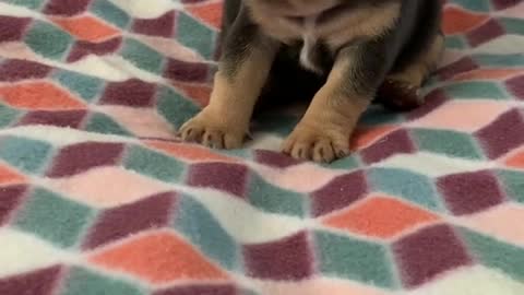 #puppiesoftiktok