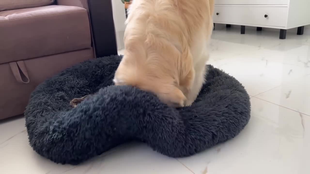 Golden Retriever Reacts to Tiny Kittens in his Bed