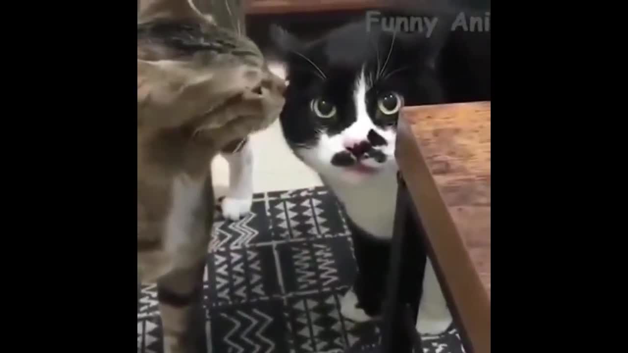 Funny animals/ The short funny videos with cats, dogs and other animals