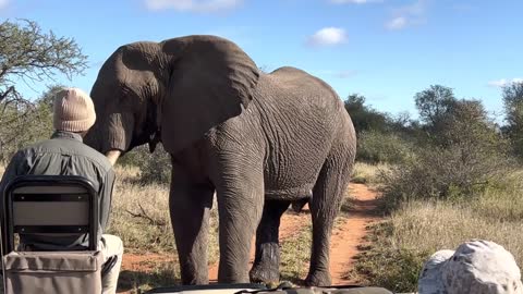 Giant African elephant challenges safari tracker