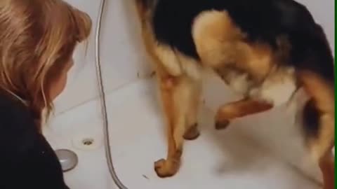 Give the dog a bath