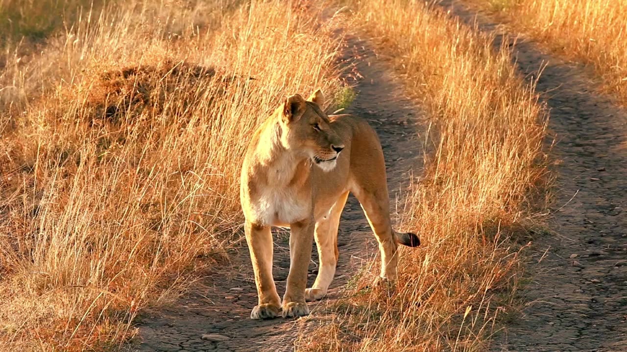 Why Do Lions Roar? 🦁 HILARIOUS Lion Jokes! Storytime and Lion Facts with Kiwi! 😂