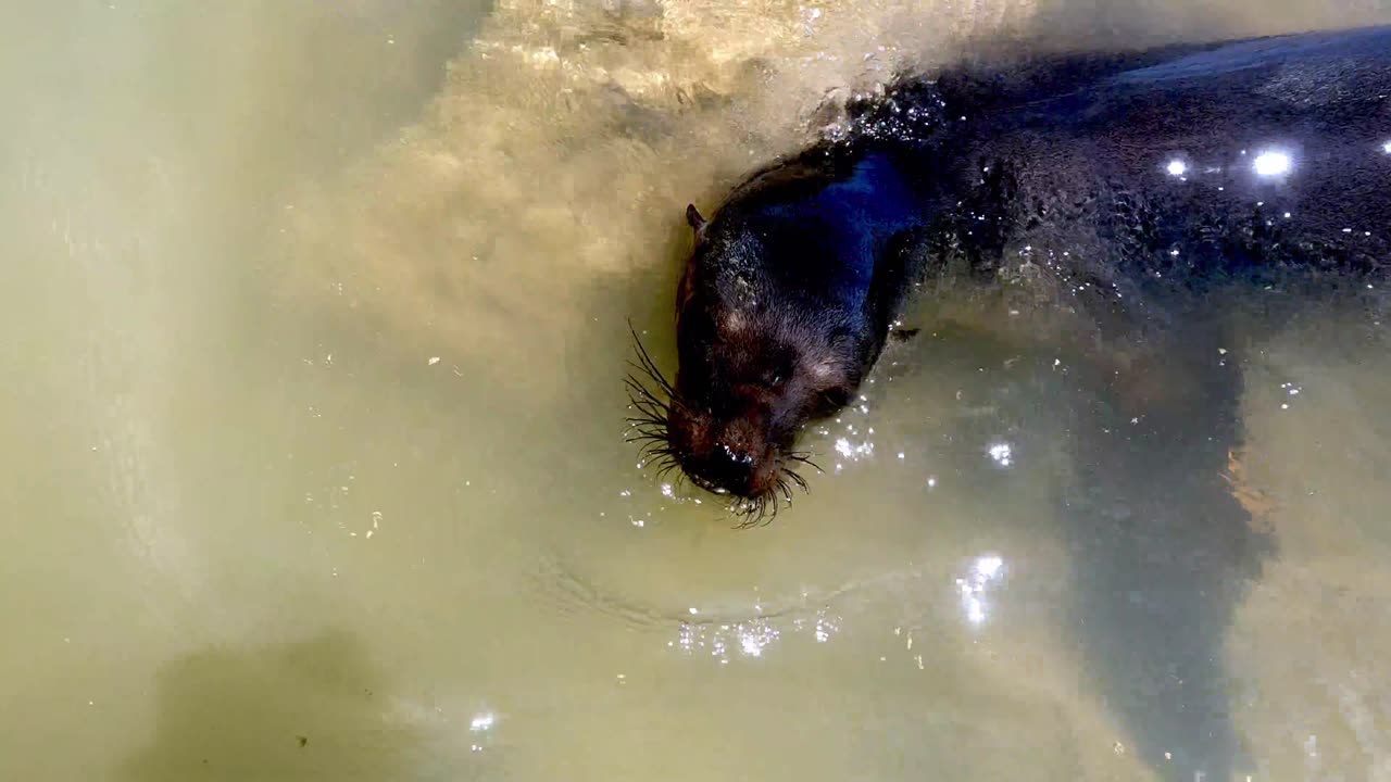 🌊 lion hunting in swimming area catches a fish in Galapagos 🏝Islands