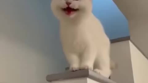 Funny cat.