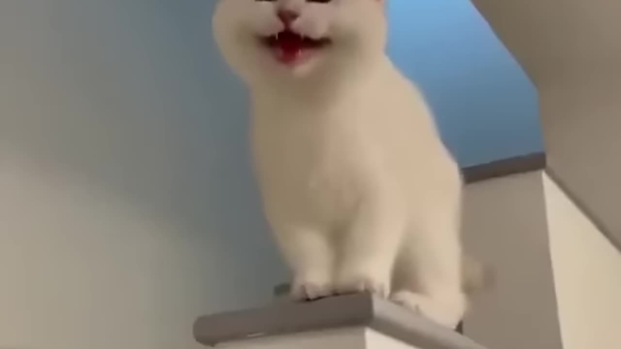 Funny cat.