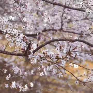 Rapture Is March 31, 2023?! #restorationofisrael #rapturedate #1948 #doomsday #spring #pentecost