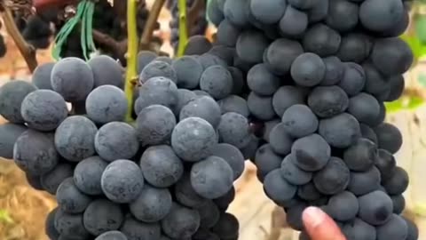 Satisfying video