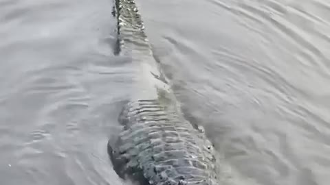 crocodile video