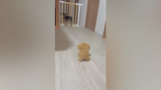 Funniest Animals - Funny animals videos 2022