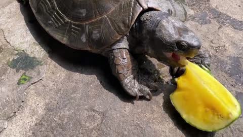 Turtles eat watermelons