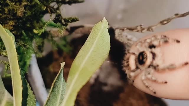 Bea the Jumping Spider Wants Some Attention from Mom