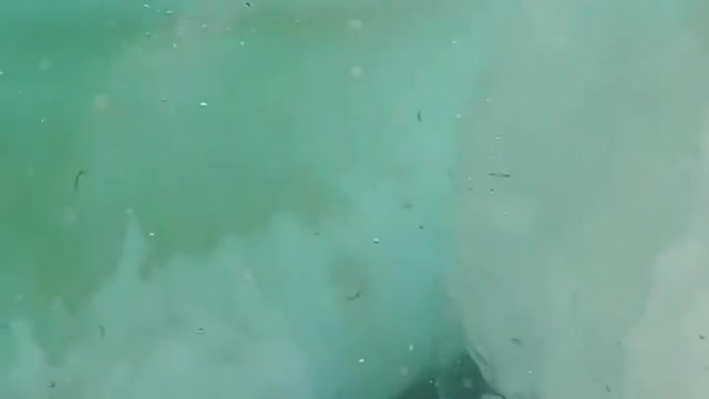 Adélie penguins speed launch out of the water 🇦🇶 Cape Hallett