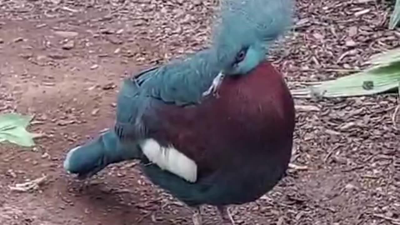 Victoria crowned pigeon