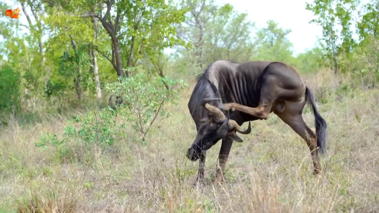 Wild animal sounds, giraffe, elephant etc.