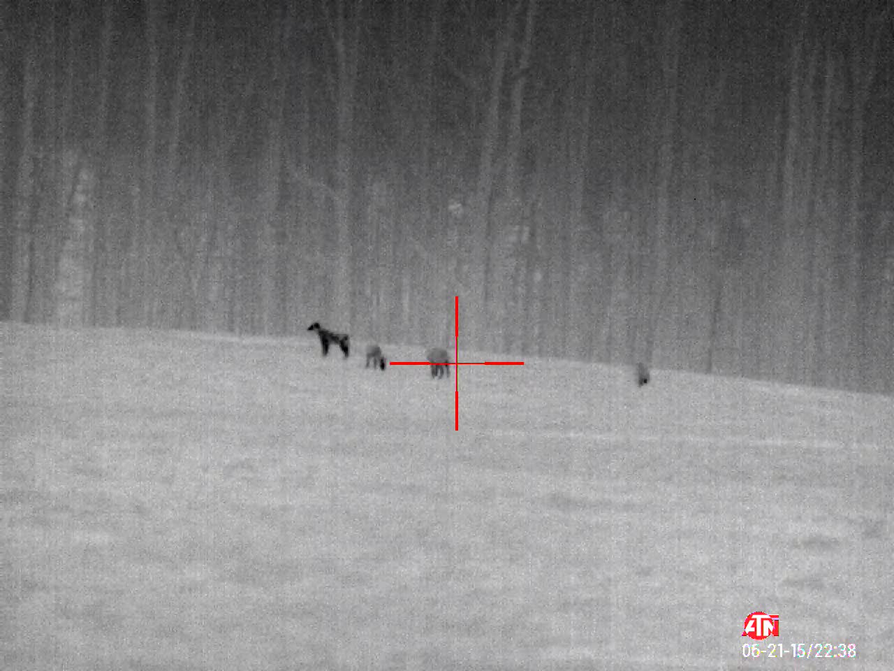 5 Coyotes - Count to Three!