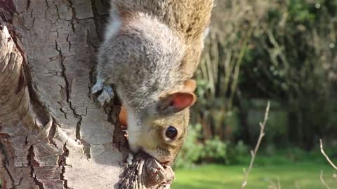 Tree squirrel
