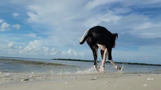 Great Dane Walk On The Beach