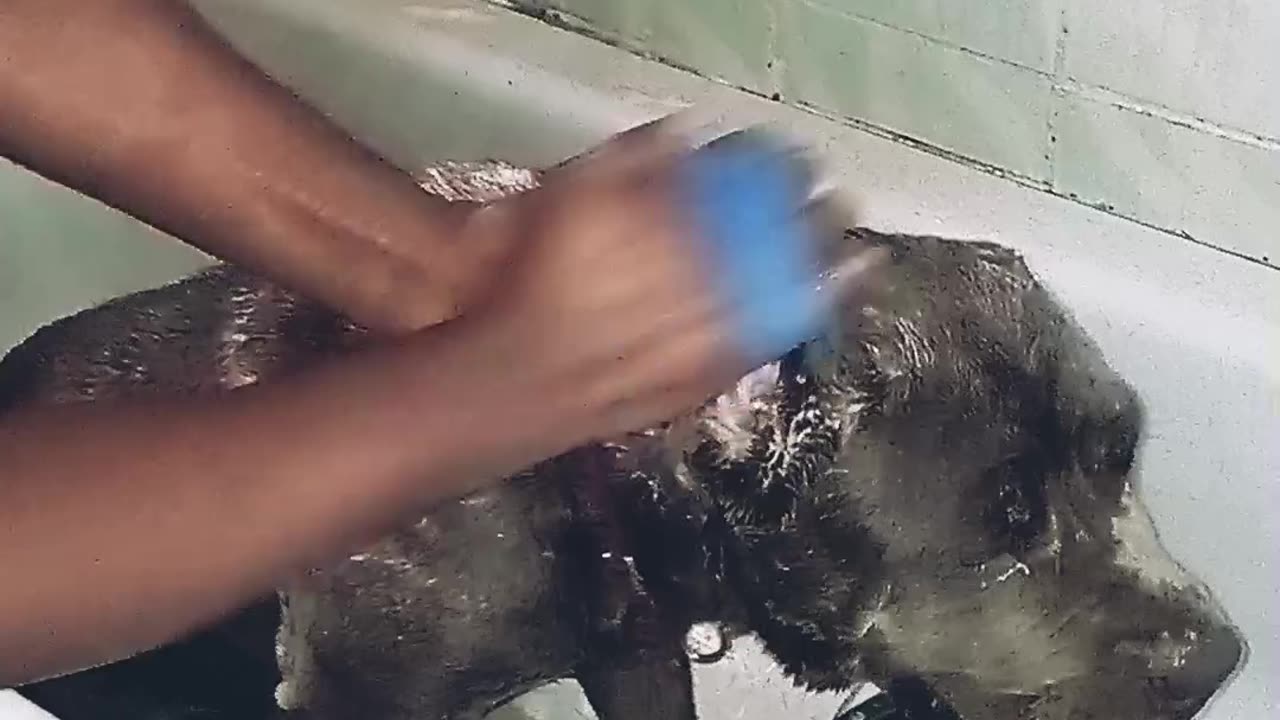 Tips oh how to bath a big dog