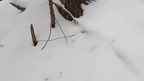 Frozen water in Calvert