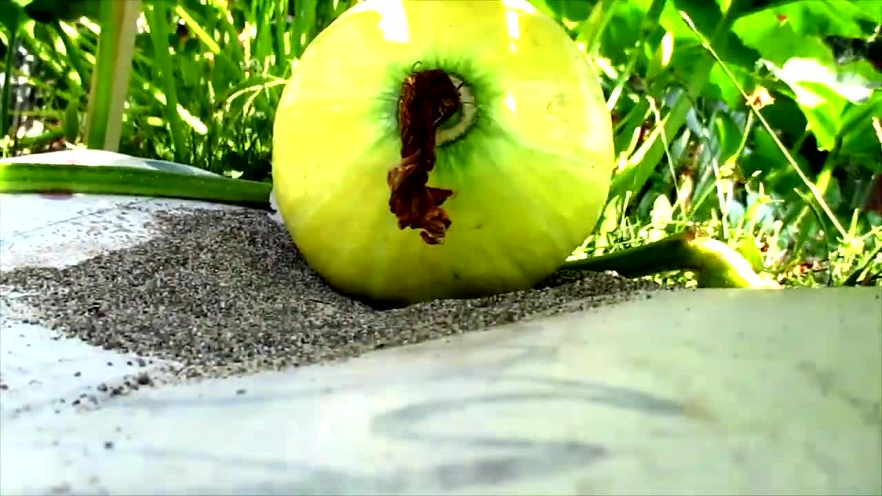 Pumpkin Growing PHOTO Timelapse Coming Soon!