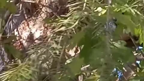 Two Bears Up a Tree A Wild Encounter Caught on Camera