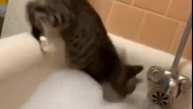 Cat in trouble