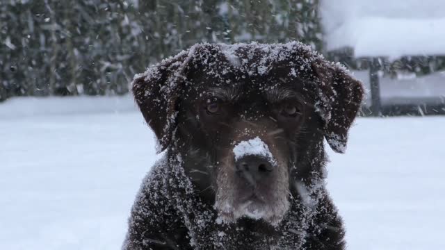 labrador dog too handsome