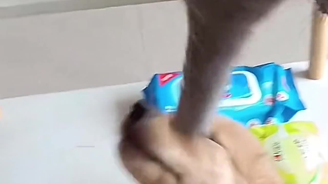 I have studied many philosophers and many cats. The wisdom of cats is infinitely superior