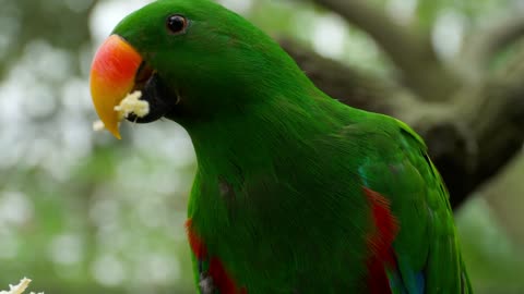 Parrot gobbling close up