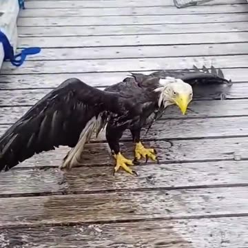 Rescuing a Bald Eagle