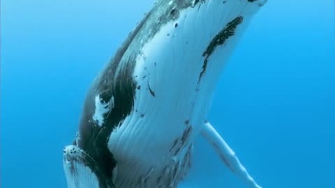 A humpback whale and her calf captured on video by Paul Nicklen.