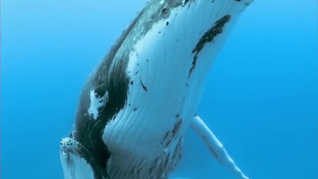 A humpback whale and her calf captured on video by Paul Nicklen.