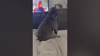 funniest dog