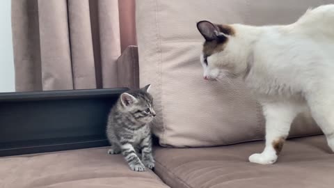 Funny Cat Reaction to New Baby Kitten