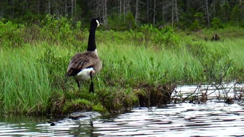 Canada Geese