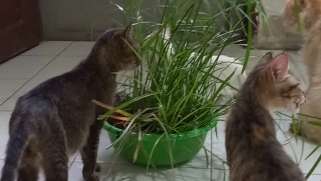 Cats were eating the grass.