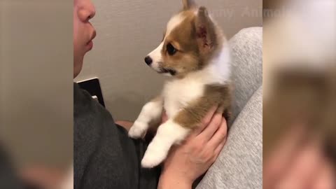 Funny Pets