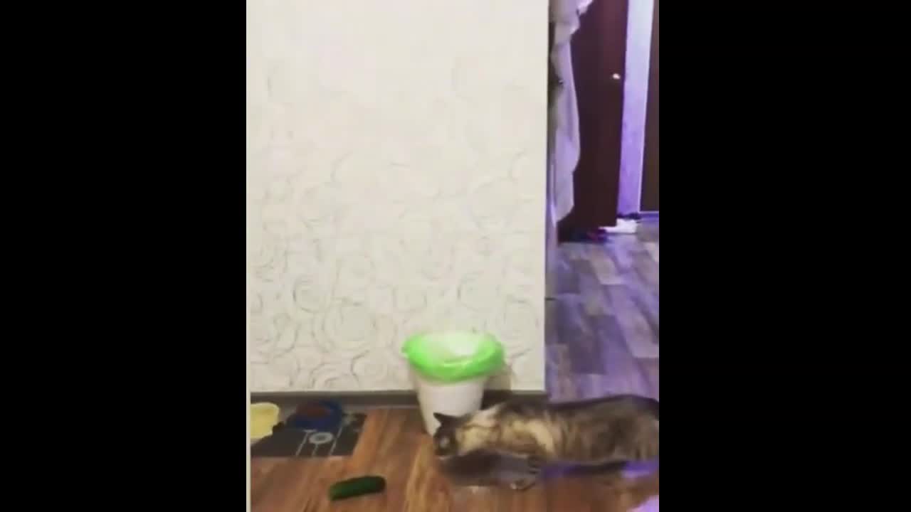 Cat Afraid of Cucumber