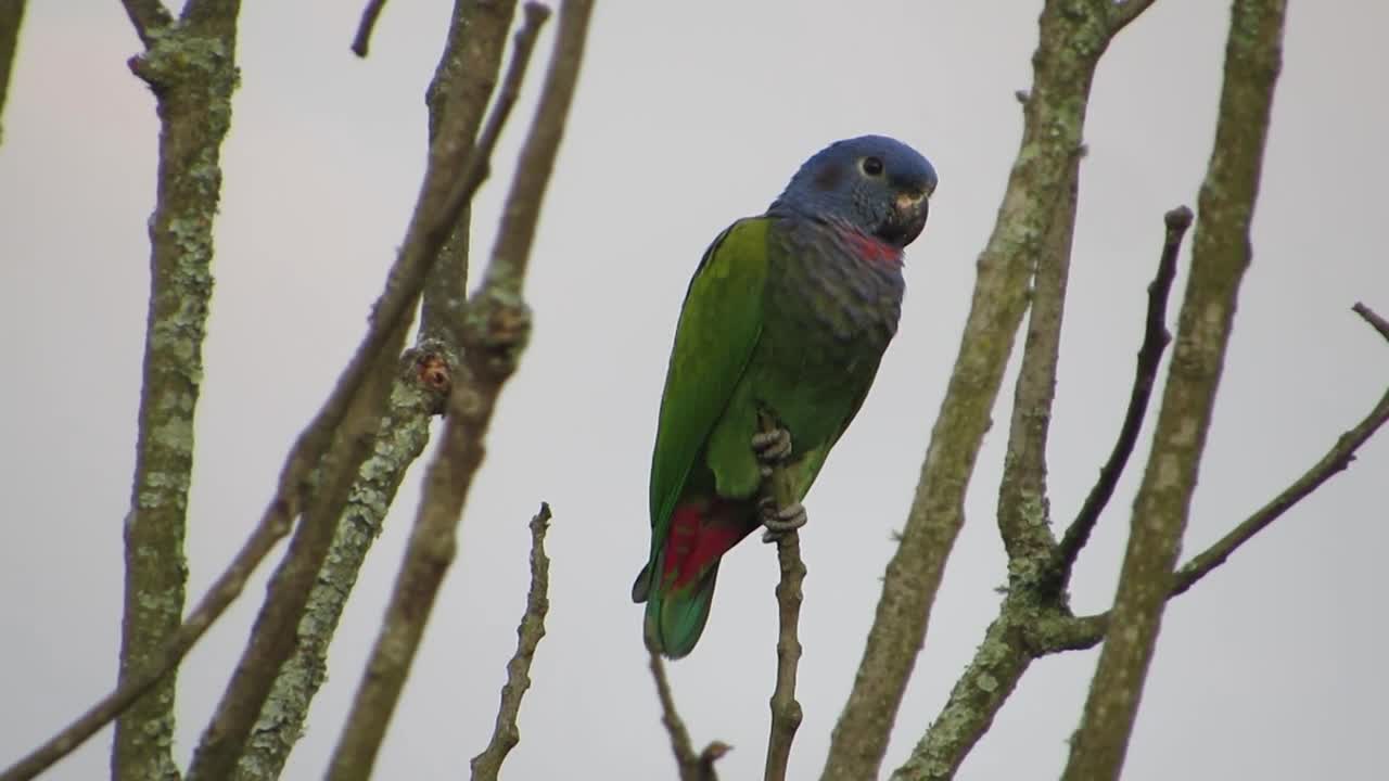 Macaw yawns