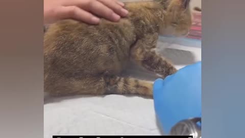 poor cat | this breaks my heart💔💔💔