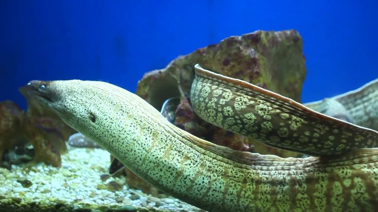 Group of moray eels swimming in aquarium