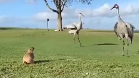This little guy ain't afraid of nobody 😂