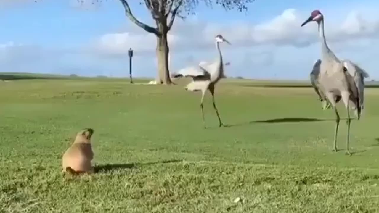 This little guy ain't afraid of nobody 😂