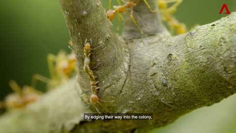 Singapore's surprising wild life The Mimic Caterpillar Wild City Forest Life