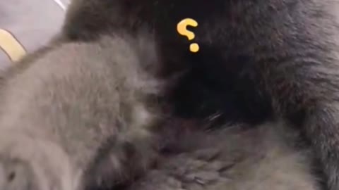 What strange noises are you making?